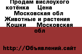 Продам вислоухого котёнка  › Цена ­ 1 500 - Московская обл. Животные и растения » Кошки   . Московская обл.